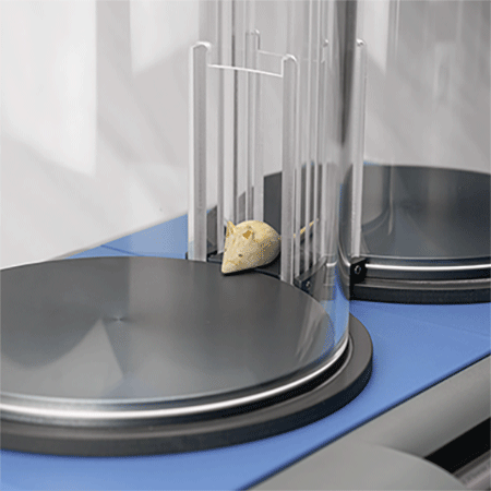Mouse can freely move from a chamber to the other based on his thermal preferences